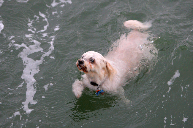 بالفيديو..رجل يتصرف بشجاعة لإنقاذ كلب يغرق !