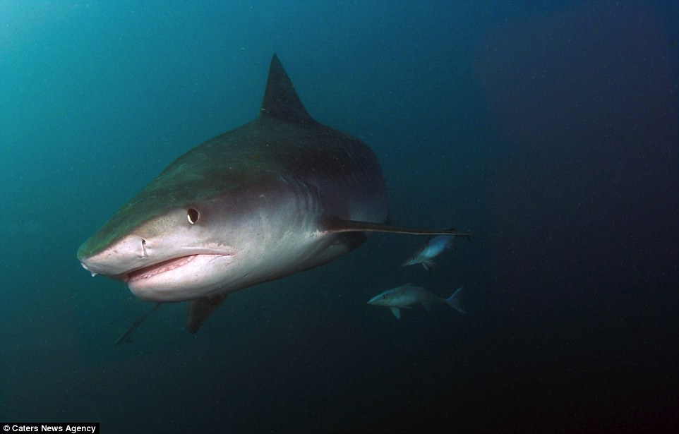 بالصور.. مصور شجاع يوثق لقطات مرعبة لسمكة القرش الأبيض