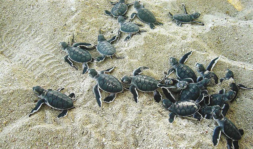 بالفيديو..لقطات نادرة لمئات السلاحف الصغيرة تهرول نحو الشاطئ