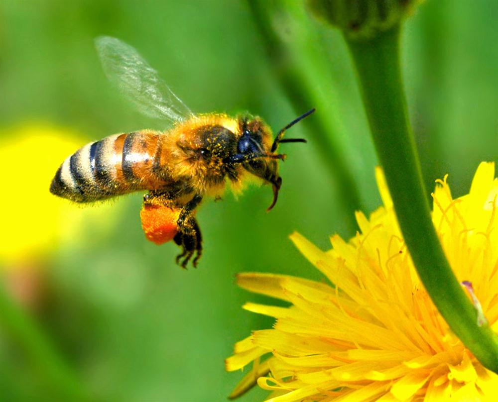 ما وجه الشبه بين الإنسان والنحل ؟