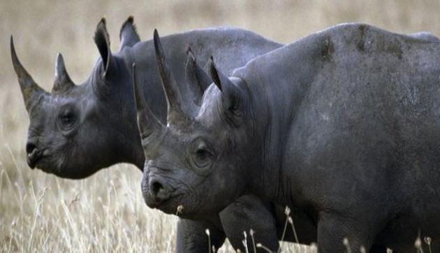 الإعلان رسميًا عن انقراض وحيد القرن الأسود