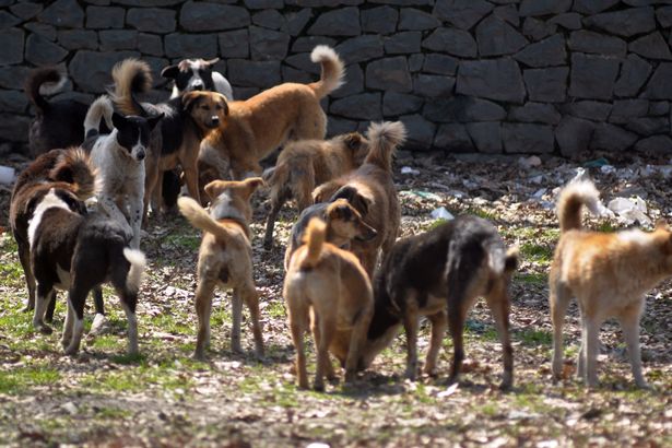 100 كلب ضال يمزقون جسد ستينية في الهند