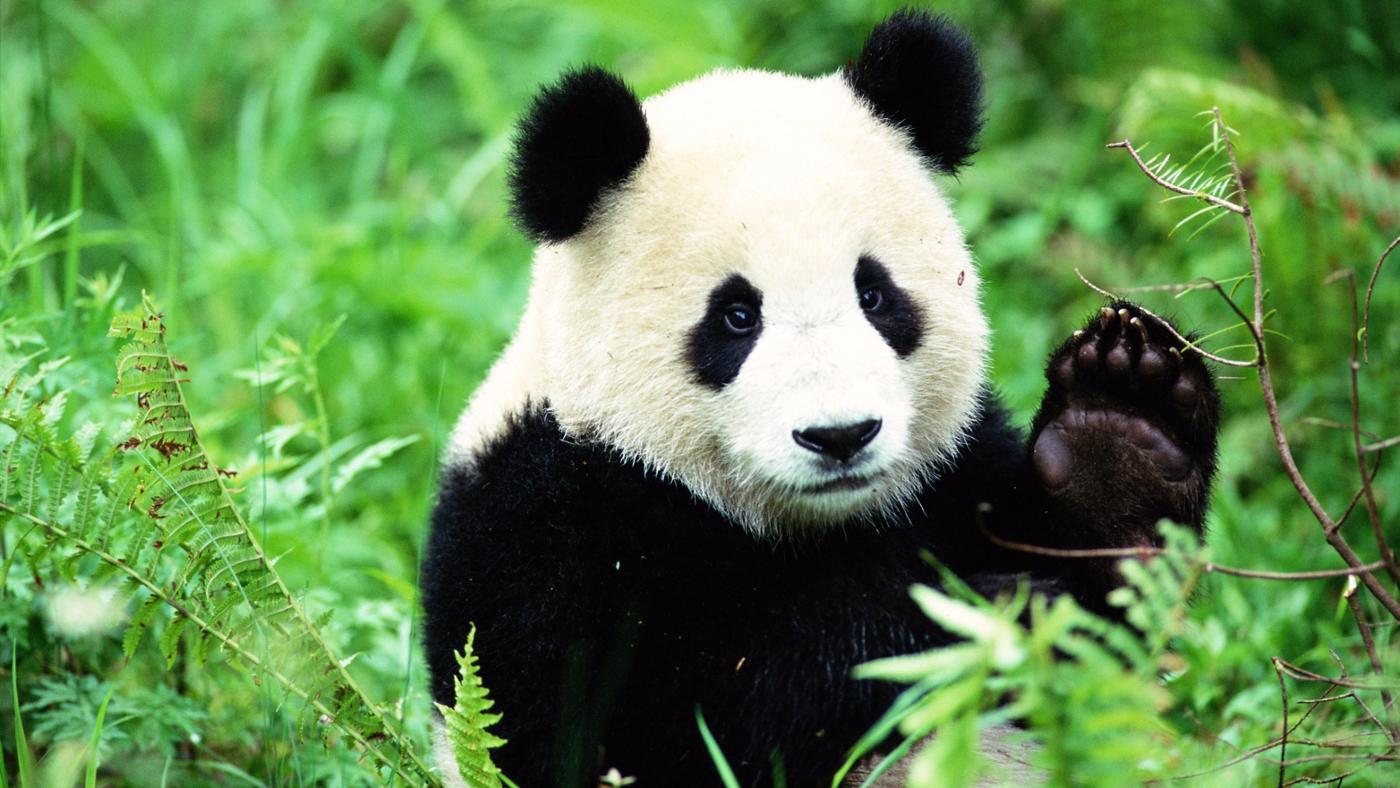 بالفيديو.. توأم الباندا "شوينبرون" بصحة جيدة