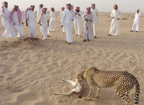 بالفيديو.. أشهر 10 حيوانات يفضل السعوديون اصطيادها