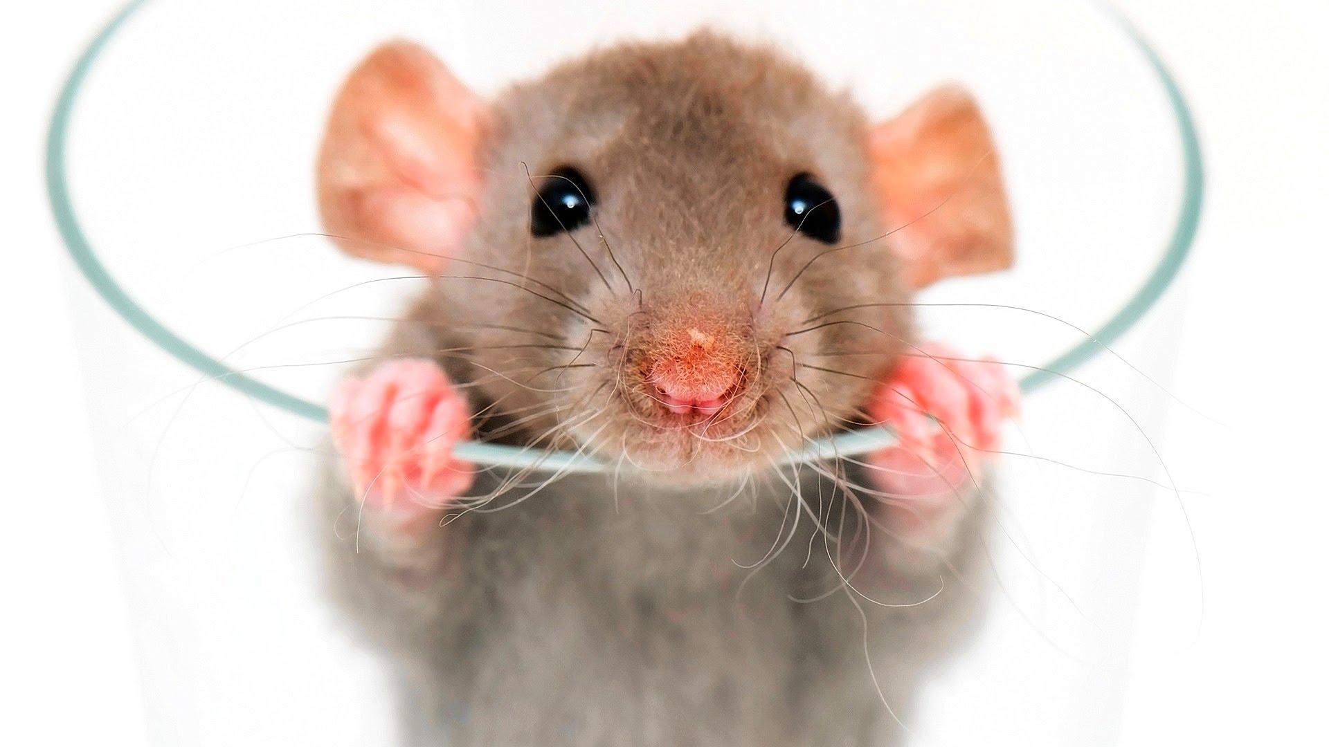 الفئران بقوة خارقة.. هل تنجح في اختبارات كشف الألغام؟