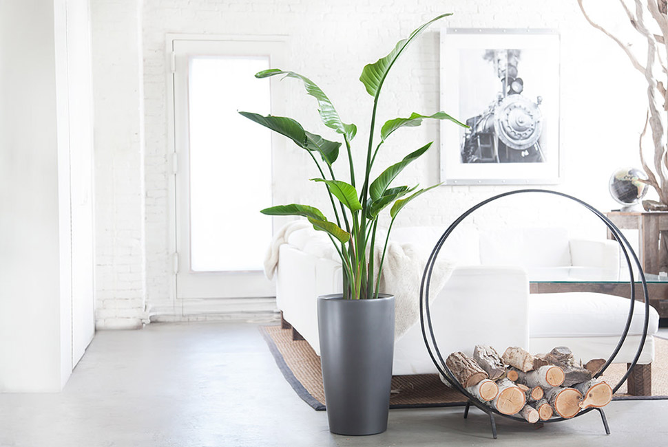 7 طرق لتنسيق النباتات في غرف المنزل المختلفة؟.. تمتعي بالإيجابية حولك