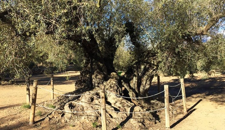 بالصور.. أشجار زيتون عمرها 1700 عام.. سرّ غريب في طعم زيتها !