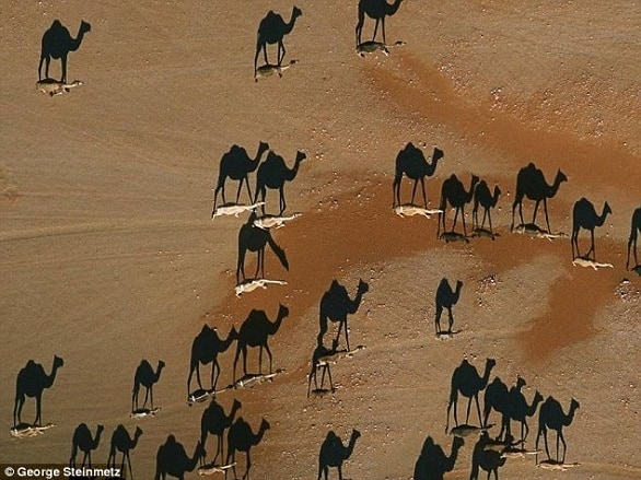 صورة للإبل في الصحراء تثير الجدل على "السوشيال ميديا".. هل خدعتك؟