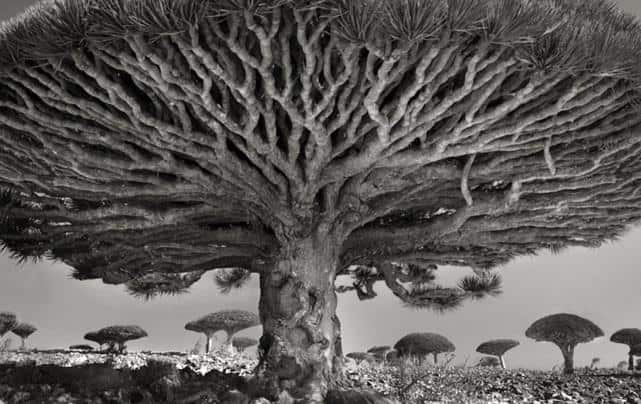 بالصور.. لقطات مذهلة لأقدم الأشجار في العالم