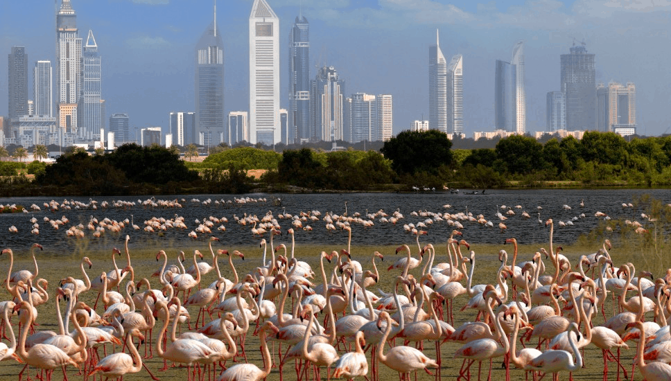 لا تفوت زيارة هذه المحميات الطبيعية في الخليج