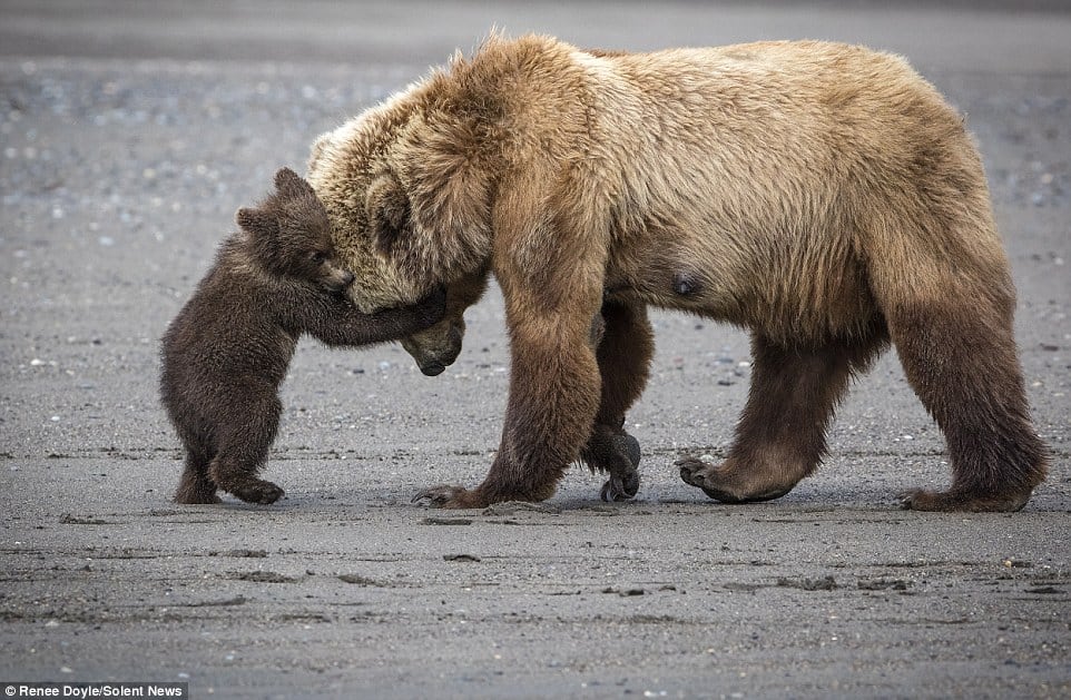 بالصور- لقطات مذهلة لأنثى الدب في الحياة البرية .. مثال الأم الحقيقية