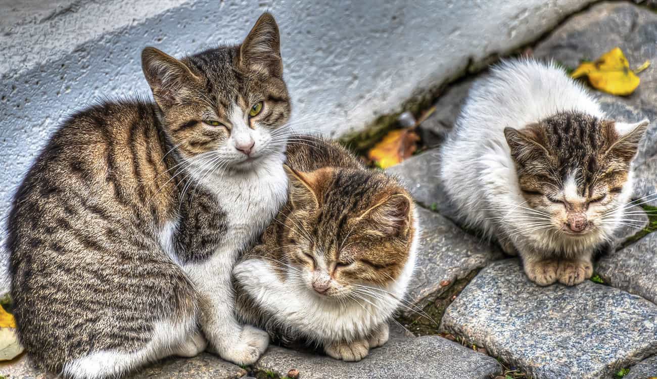 3 نساء تستأجرن منزلا لإيواء المئات من قطط الشوارع