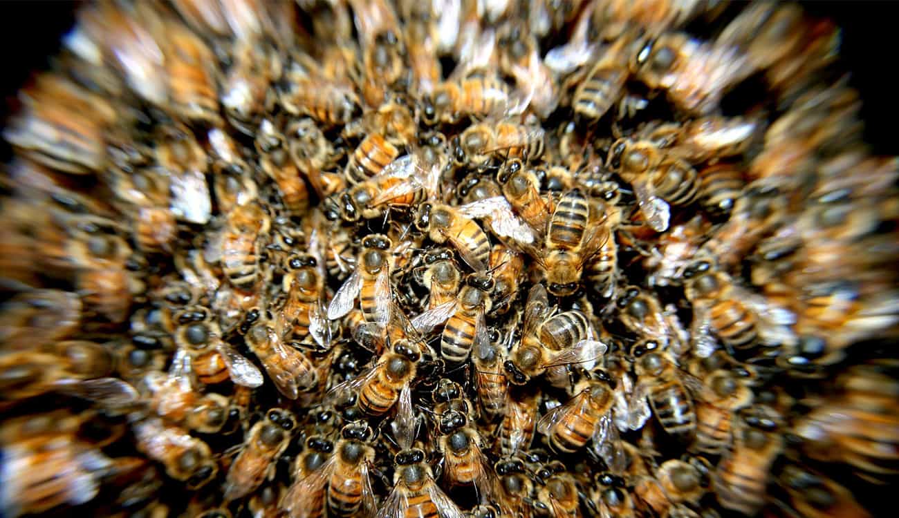 بالصور.. 12 ألف نحلة يهاجمون عائلة بريطانية مرتين متتاليتين لهذا السبب !
