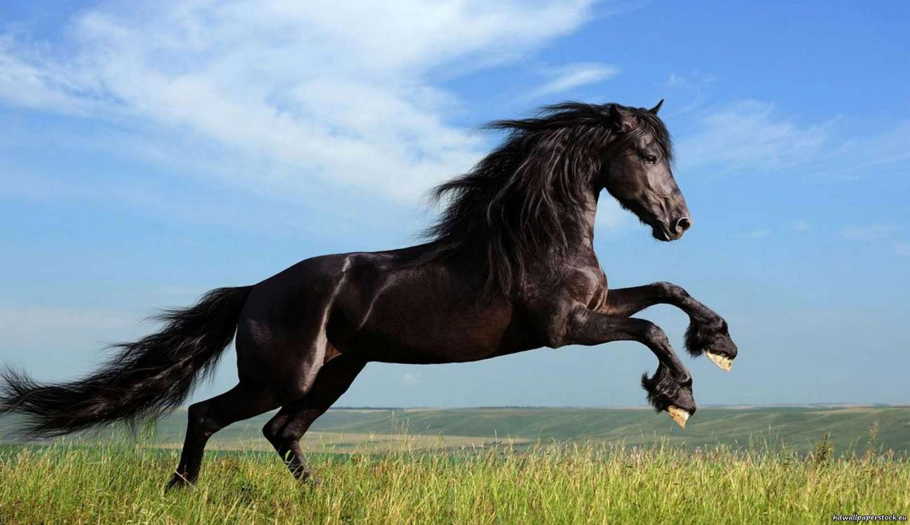 شاهد براعة هذا الحصان.. حقق ثروة من الرسم واشتهر دوليا