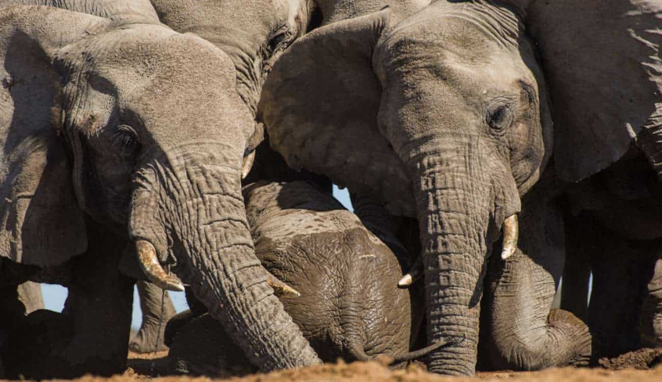 بالفيديو والصور.. أنثى الفيل تنقذ صغيرها بشكل مذهل