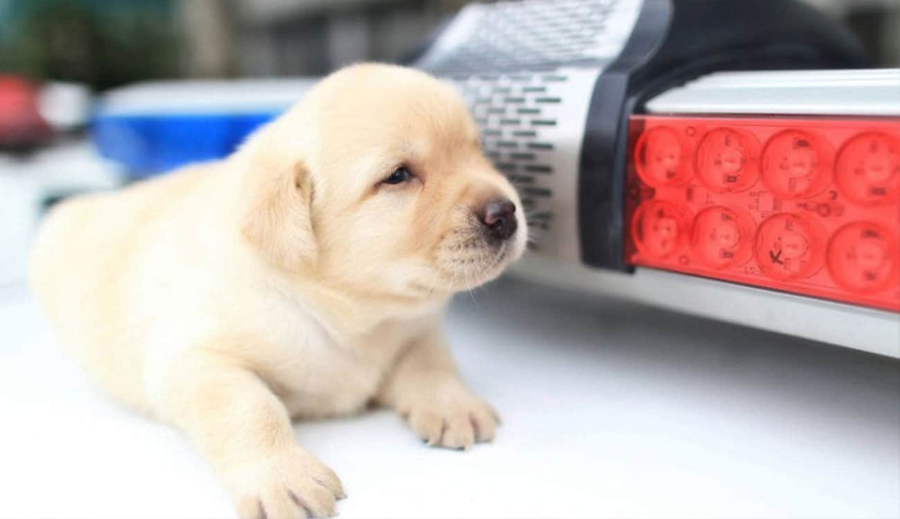 بالصور.. أصغر كلب بوليسي في العالم.. وهذا سبب تميزه اللافت للنظر