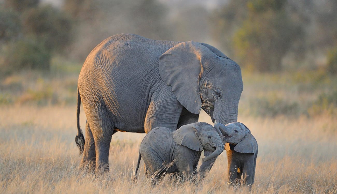 شاهد .. فيديو طريف لصغير الفيل بعد ولادته يحاول سير أولى خطواته!