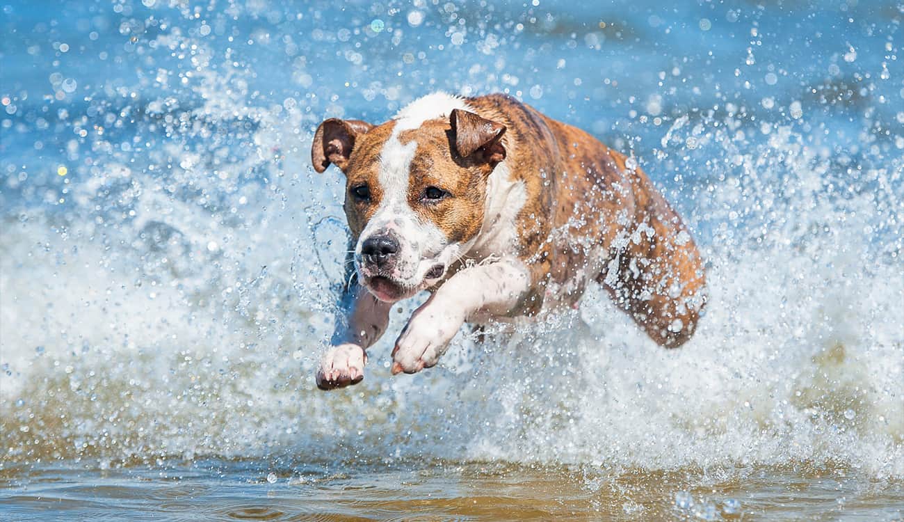 فيديو مدهش.. كلب يسبح لمسافة طويلة من أجل إنقاذ غزال