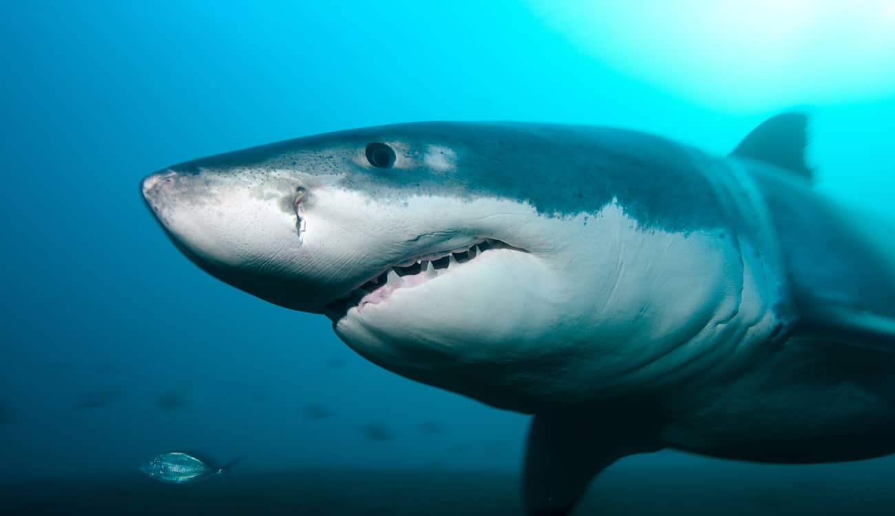 شاهد.. صور مذهلة لأسماك القرش.. كيف التُقِطَت؟