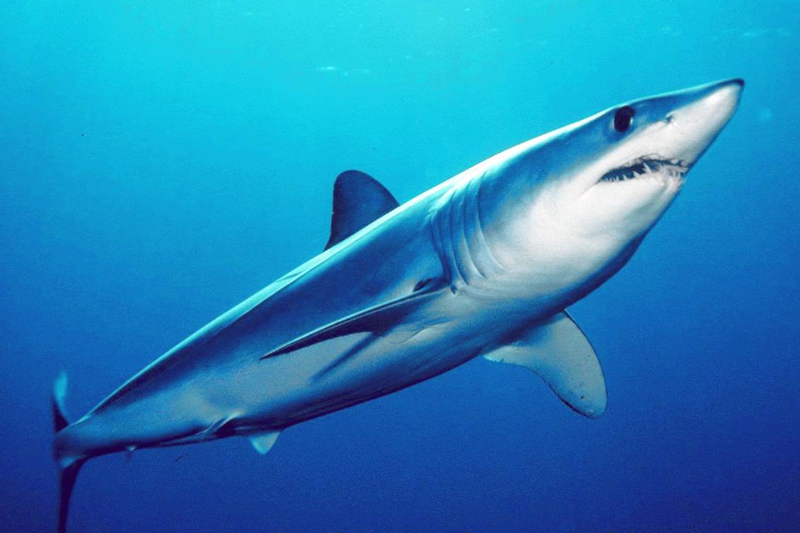 بالصور.. لقطات مروعة لإنقاذ غواص من سمكة القرش بأعجوبة