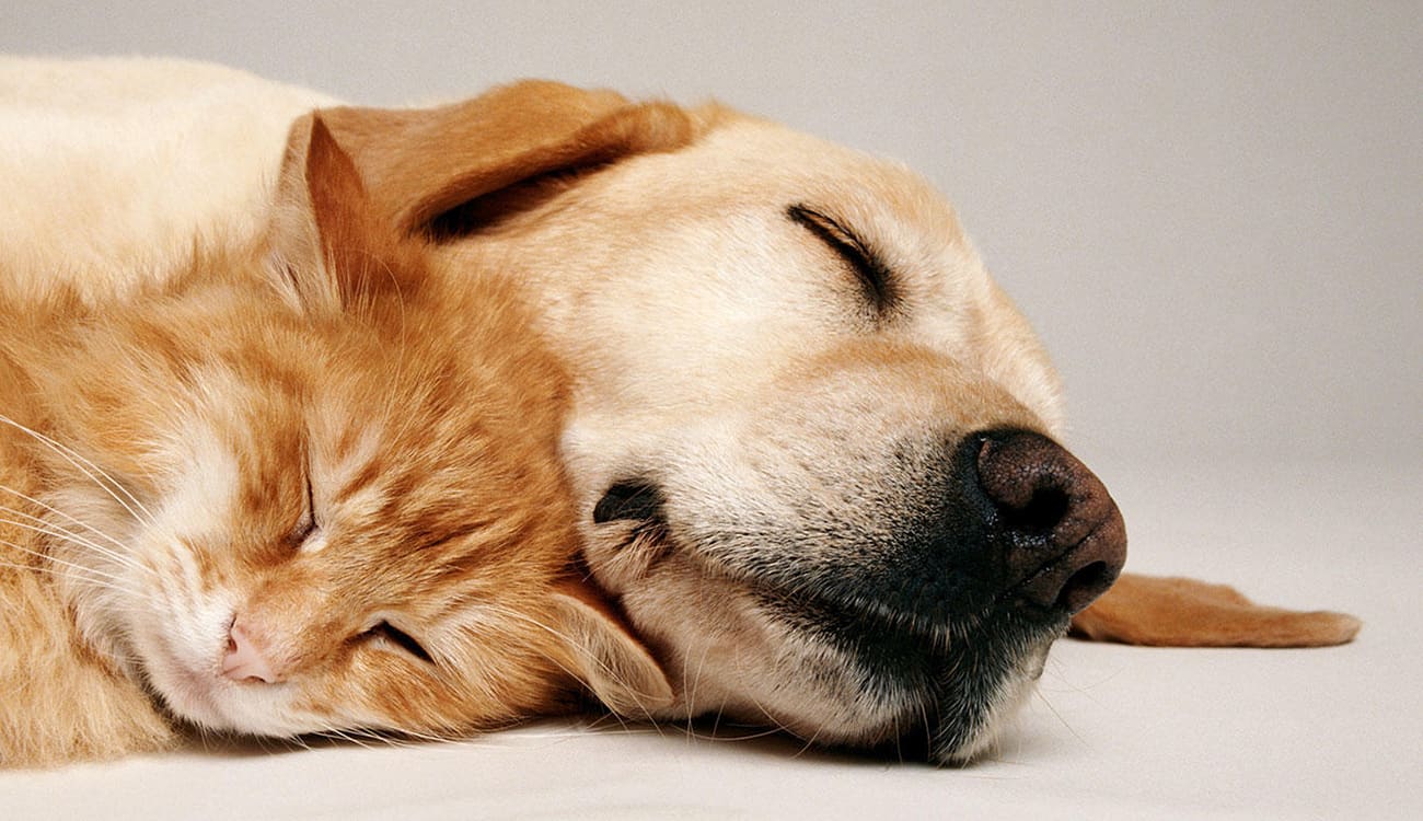 دراسة تظهر فوائد النوم بجوار الحيوانات الأليفة
