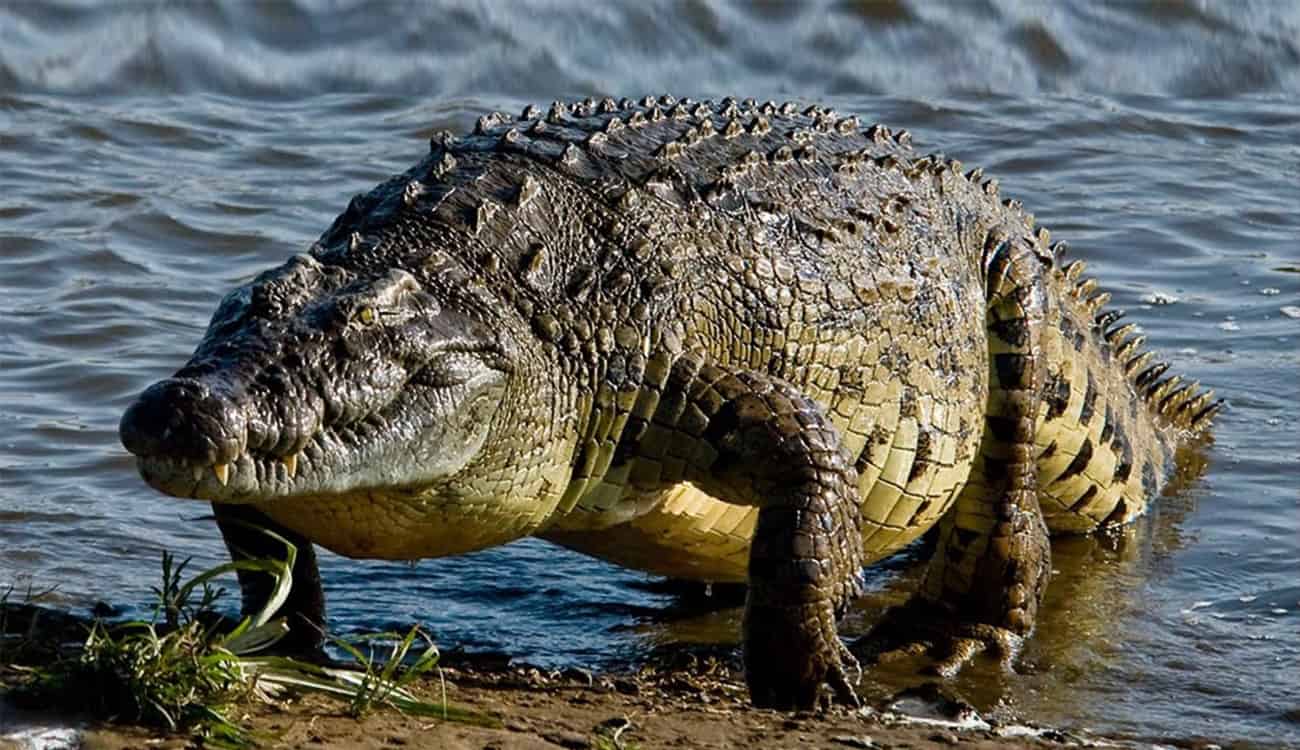 ما هو سر العثور على أكبر تمساح على الإطلاق مقتولًا؟