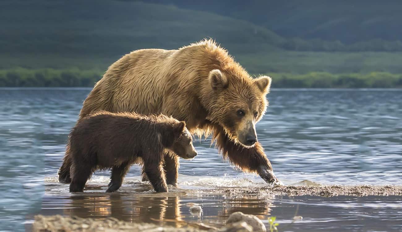 ناشيونال جيوغرافيك تكشف عن أكثر الصور روعة للحياة البرية في 2017