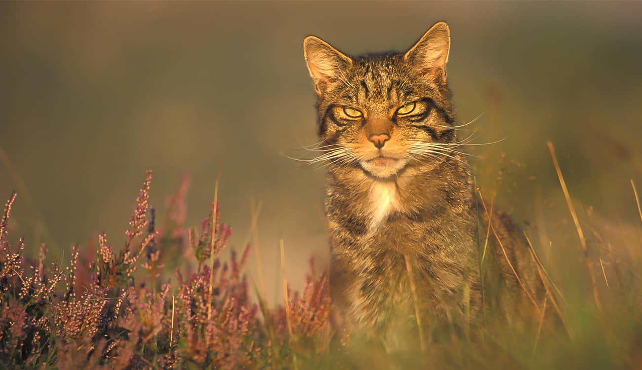 قطط برية متنمرة تتودد لمصور بريطاني.. صور نادرة من ألاسكا