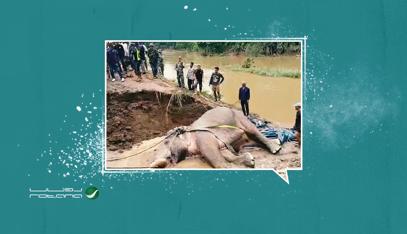 إنقاذ فيل ظل 24 ساعة محبوسا في نهر تايلاندي