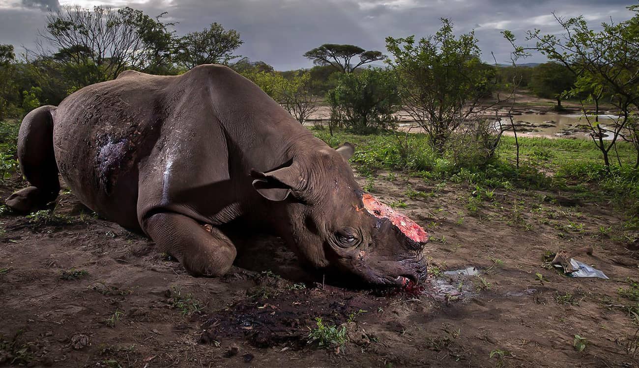 مأساة وحيد القرن تحصد الجائزة الكبرى في مسابقة تصوير متحف التاريخ الطبيعي