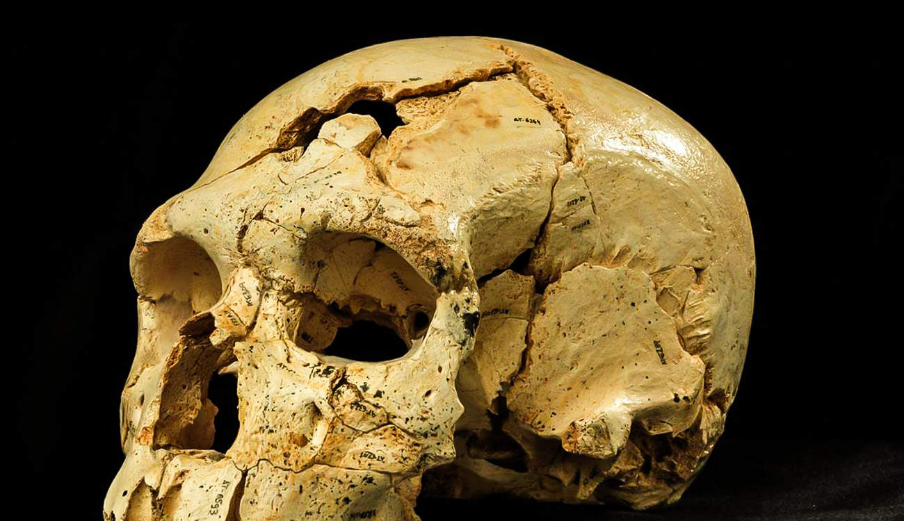 علماء يكتشفون جمجمة نادرة تعود إلى تسونامي قديم