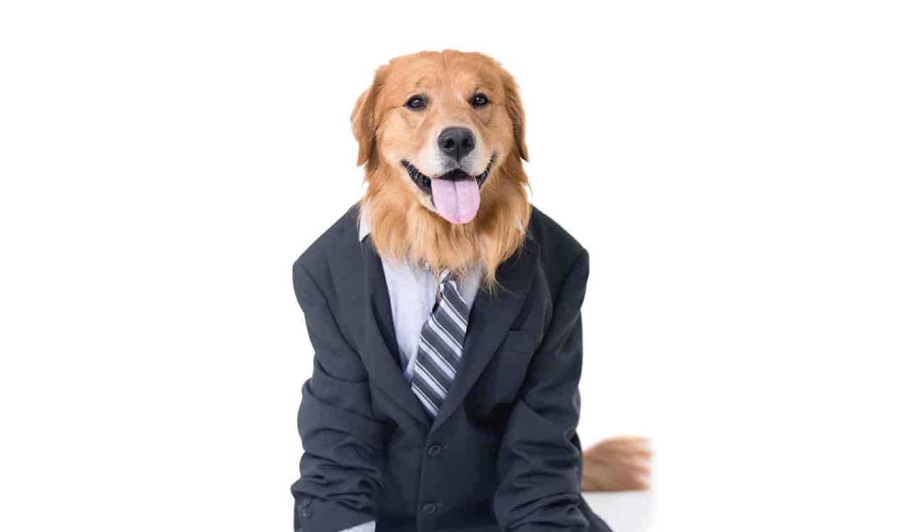 متهم يربك الجميع بالاستنجاد بـ«المحامي الكلب»!
