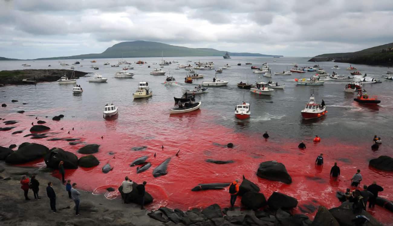مشهد مروع لمذبحة على الشاطئ.. البحر تحول الى اللون الأحمر