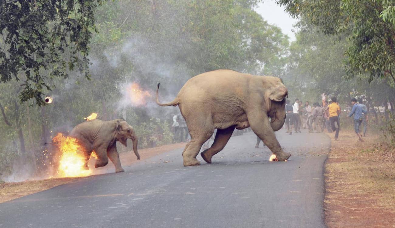 صورة مفزعة لفيل صغير وأمه يحرقهما البشر تفوز بجائزة دولية!