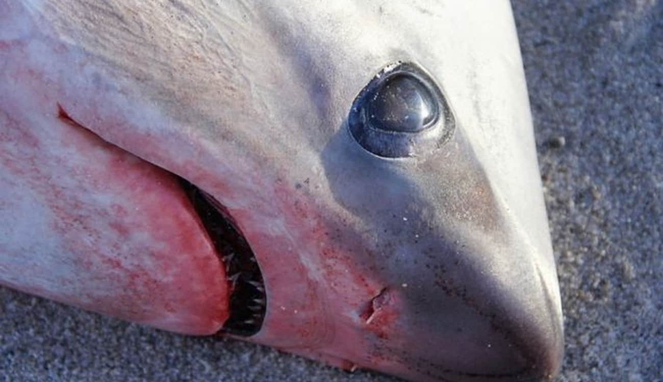 أسماك القرش تتجمد حتى الموت على شواطئ الولايات المتحدة
