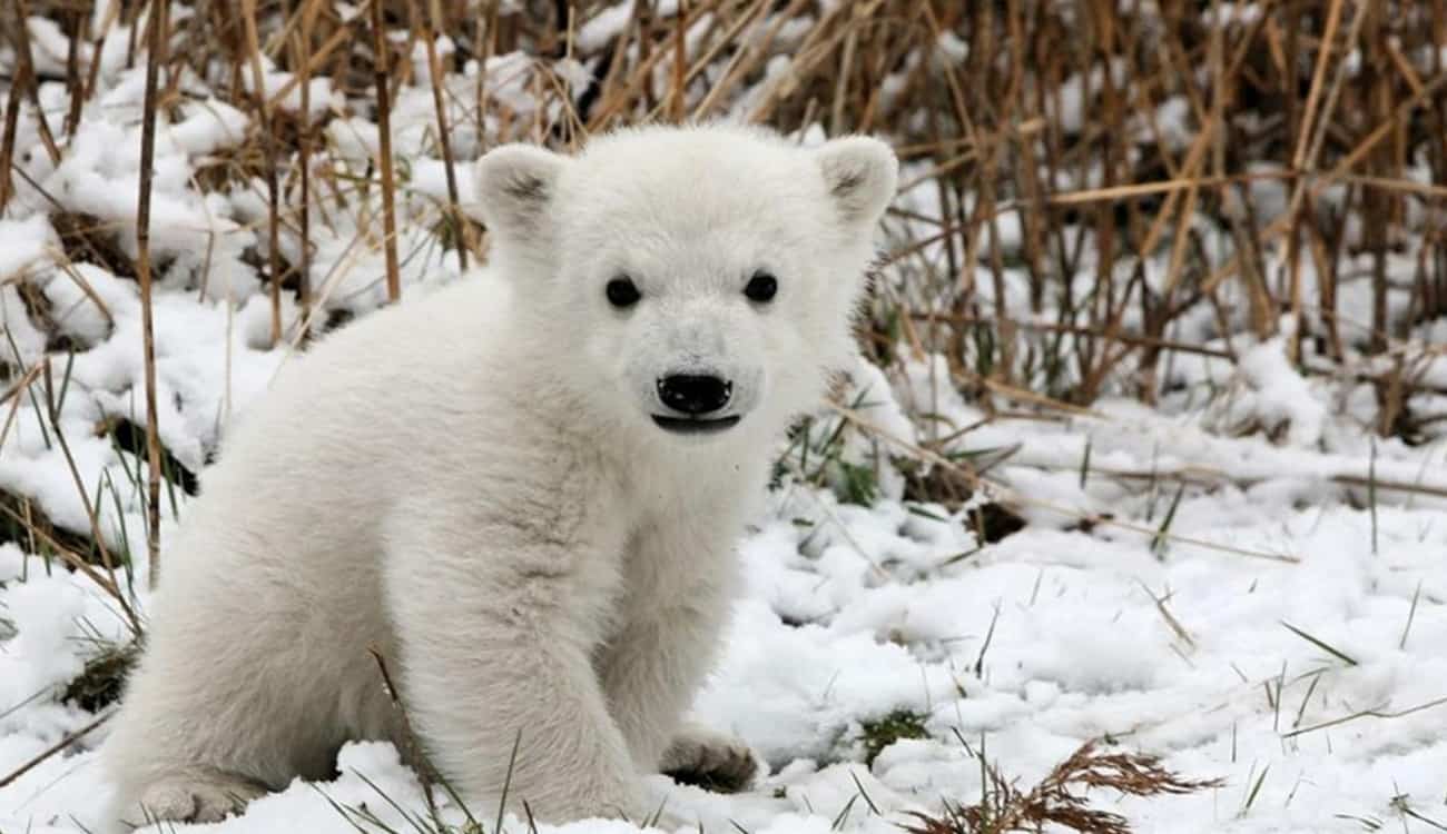 أول دب قطبي يولد في حديقة حيوان أسكتلندا بعد ربع قرن