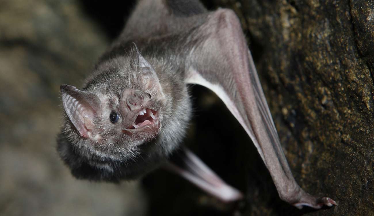 صفة وراثية بفصائل الخفاش تكشف أسرار العمر الطويل!