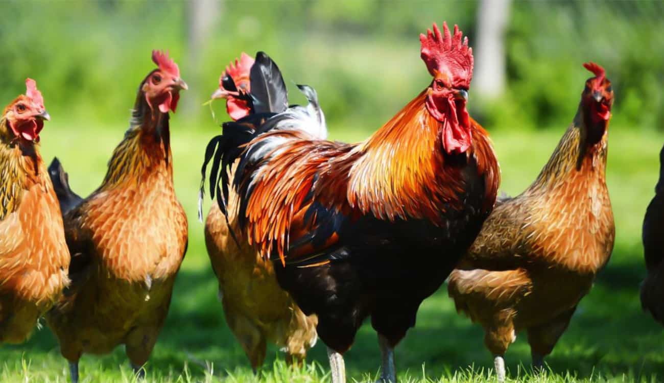 شرطة دولة أوروبية تطارد الدجاج والديكة بسبب أصواتها المزعجة!