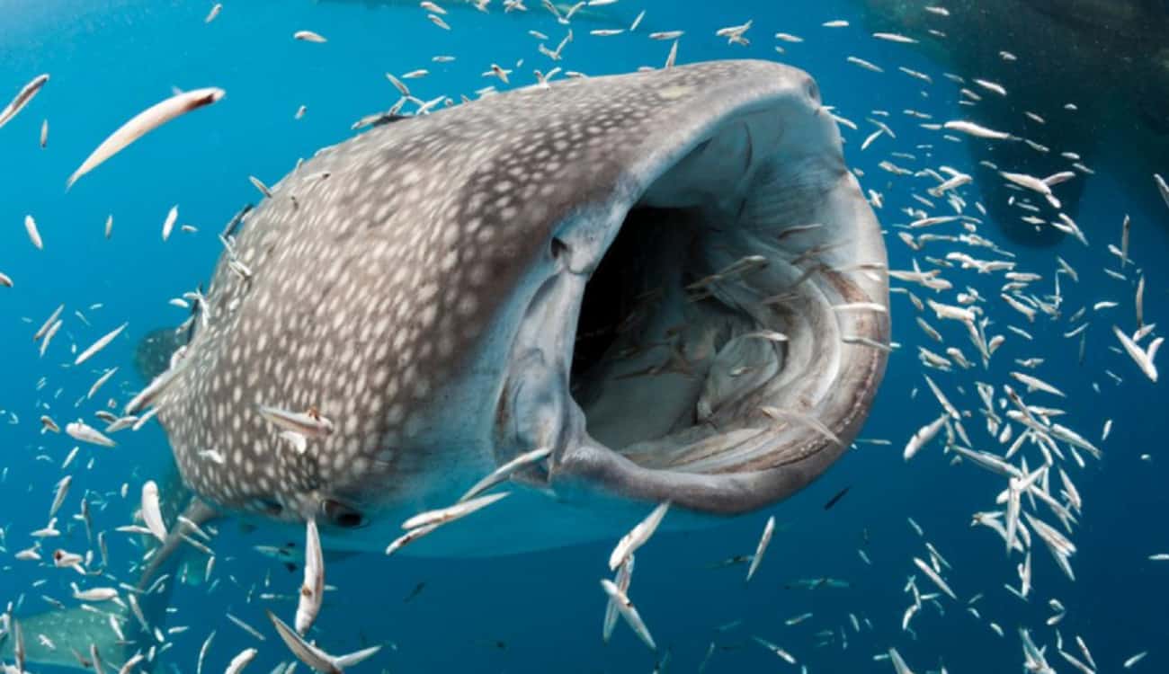 بالصور.. أضخم حيوان بحري يقضي «ساعة لعب» مع السائحين بأستراليا