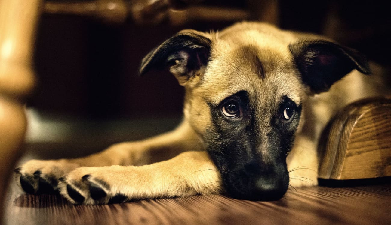 بالفيديو والصور.. كلب ينتظر عودة صاحبه من الإجازة يصبح نجم «تويتر»