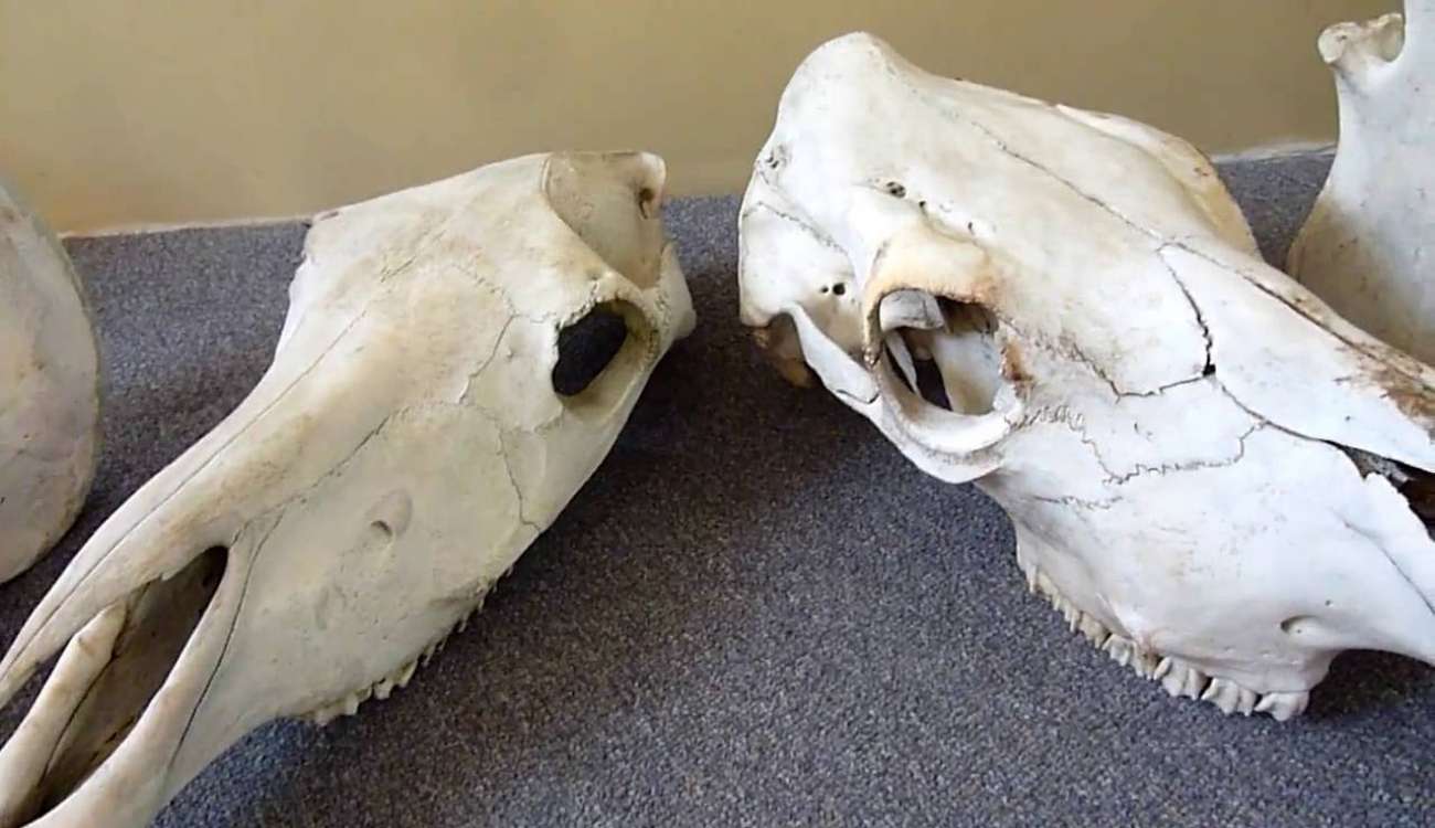جمجمة بقرة تكشف سرًا عمره 5 آلاف عام