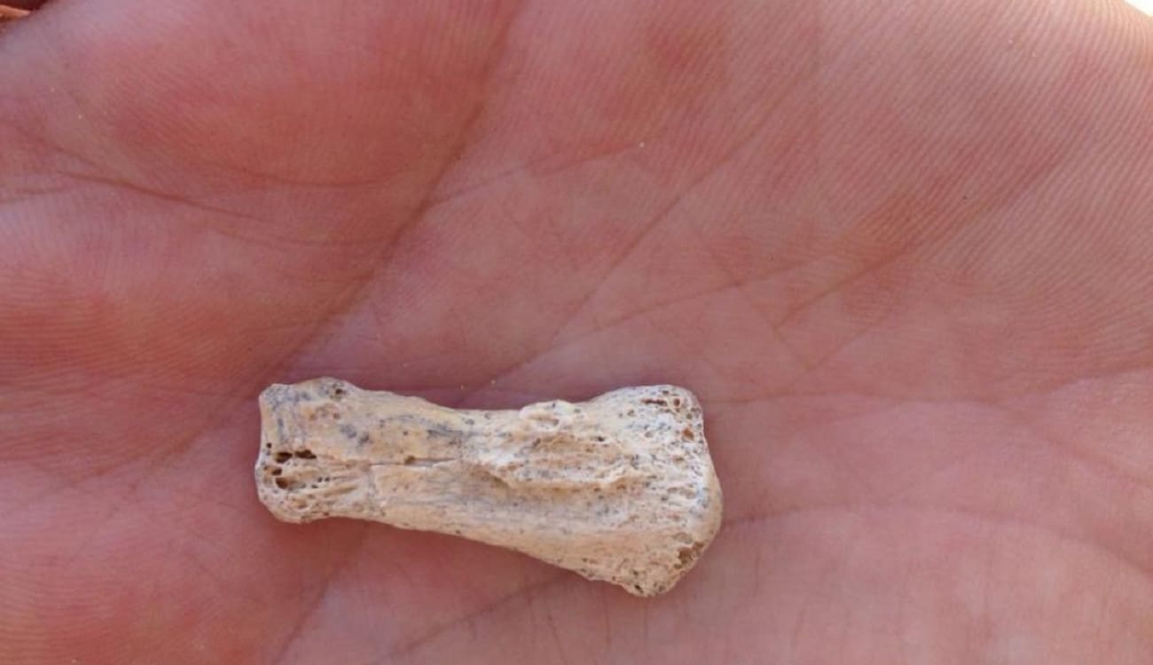 بالصور.. اكتشاف أحفورة للإنسان القديم تعود إلى 85 ألف سنة في السعودية