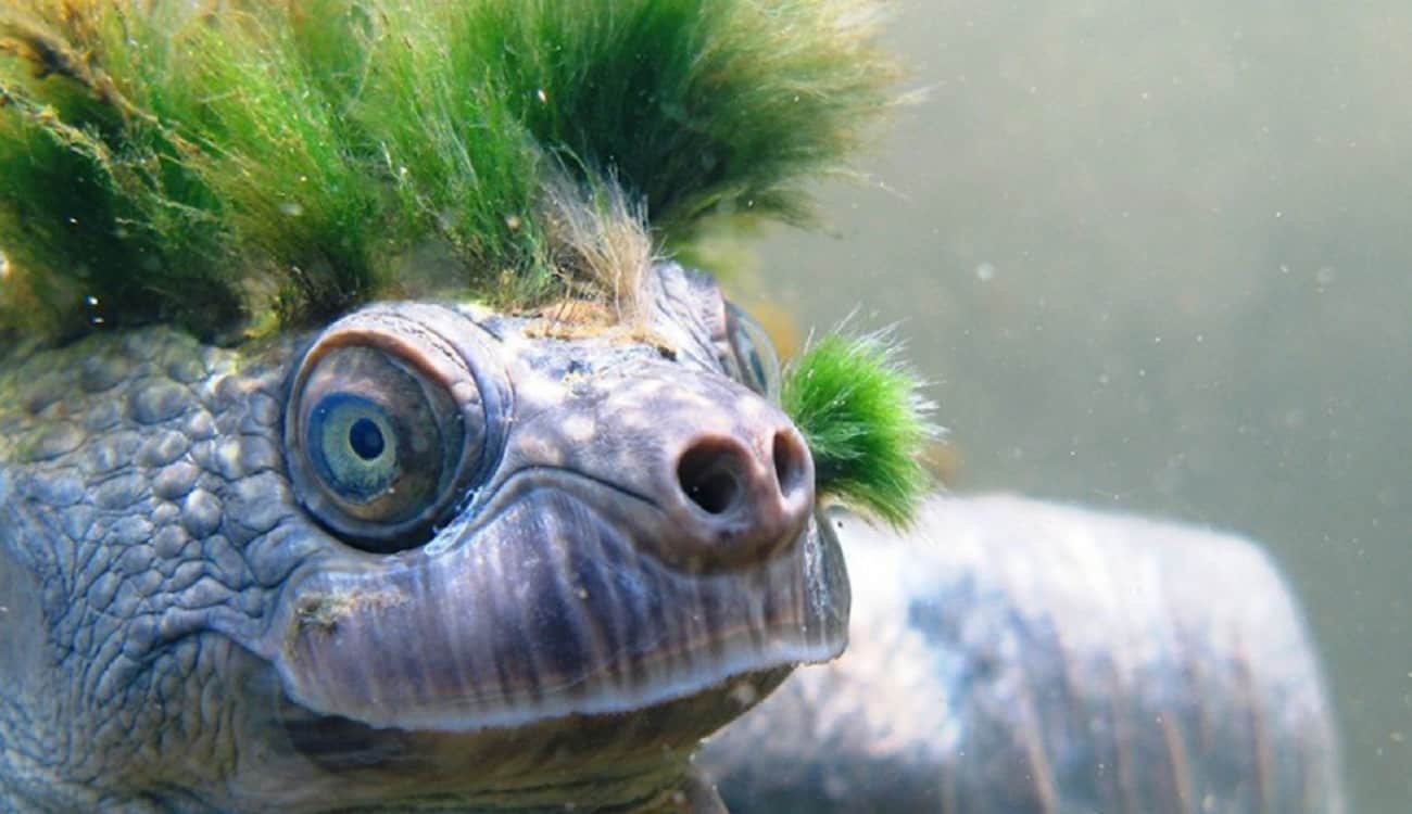 بالفيديو.. نوع نادر من السلاحف يتنفس بالأعضاء التناسلية
