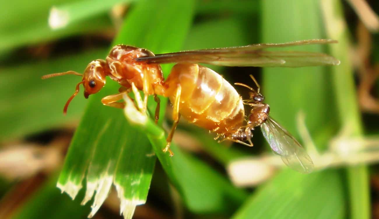 النمل يستخدم فخاخ تعذيب القرون الوسطى لصيد فريسته