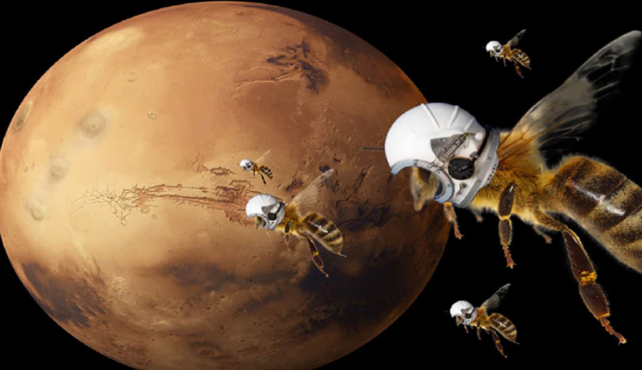 ناسا تطور «حشرات ضخمة الأجنحة» لإرسالها إلى المريخ