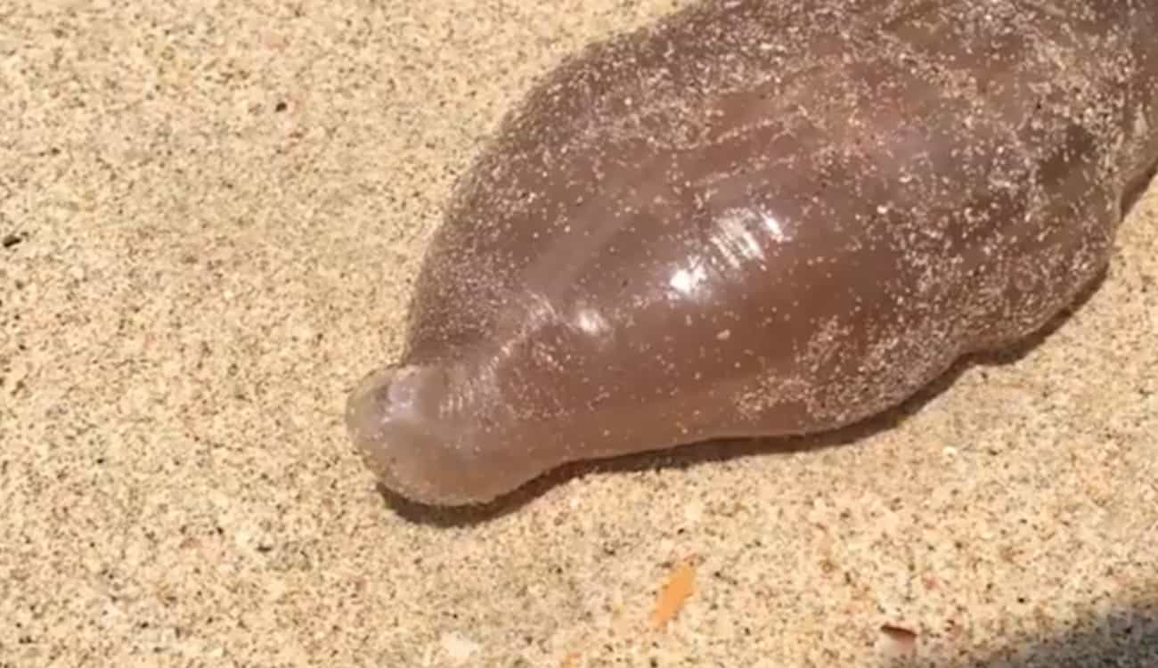 بالفيديو والصور: العثور على مخلوق بحري غريب بشاطئ في تايلاند