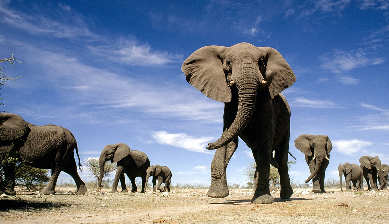 بالصور.. اكتشاف أجزاء فيل ضخم عاش قبل 80 مليون عام