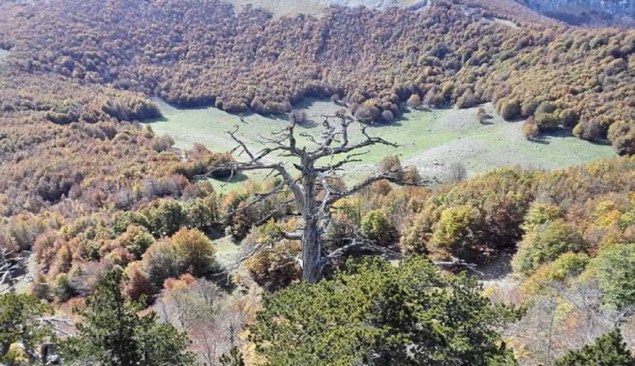 العثور على أكبر شجرة في أوروبا.. عمرها 1230 عاما