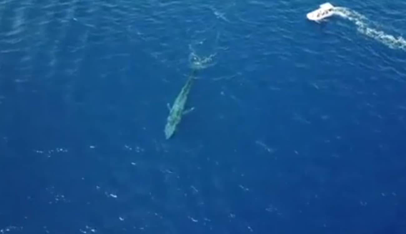 بالفيديو.. طوله 30 مترًا ووزنه 173 طنًا.. أكبر كائن على الأرض يقتحم البحر الأحمر