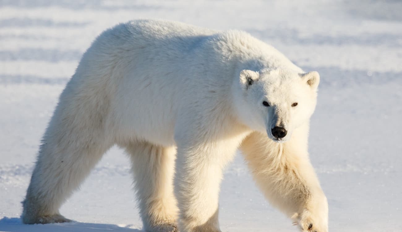 دراسة: انقراض الدببة القطبية وطائر البطريق خلال 40 سنة